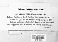 Microbotryum bistortarum image